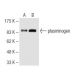 plasminogen Antibody (10A1) - Western Blotting - Image 62797