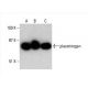western blotting image from recommended plasminogen (B-11) monoclonal antibody replacement. Image 392567