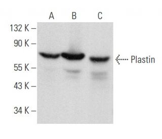 Plastin Antibody (F-2) - Western Blotting - Image 357111 