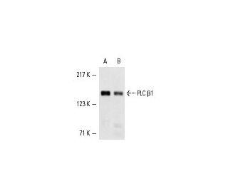 PLC &beta;1 Antibody (D-8) - Western Blotting - Image 3800Each CRISPR/Cas9 Knockout (KO) Plasmid product consists of a pool of 3 plasmids designed to ensure identification and cleavage of a specific gene for maximum knockout efficiency. Each plasmid encodes a unique 20 nt sequence derived from the GeCKO (v2) library. 
