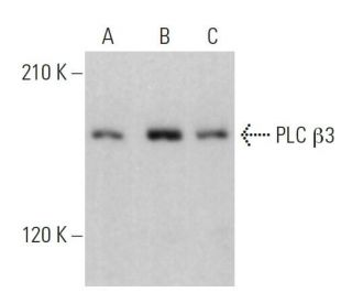 PLC &beta;3 Antibody (D-7) - Western Blotting - Image 359362 