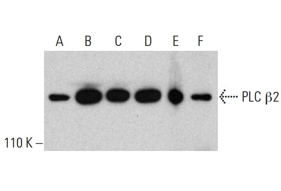 Anti-PLC β2 Antibody (B-2) | SCBT - Santa Cruz Biotechnology