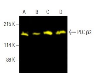 Anti-PLC β2 Antibody (B-2) | SCBT - Santa Cruz Biotechnology