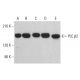 Este anticuerpo policlonal ha dejado de fabricarse. Consulta nuestro anticuerpo monoclonal recomendado <a href="plc-beta2-antibody-b-2">PLC β2 (B-2)</a> (se muestran datos de muestra). western blotting image from recommended PLC β2 (B-2) monoclonal antibody replacement. Image 382602