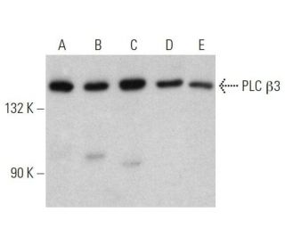 western blotting image from recommended PLC &beta;3 (D-7) monoclonal antibody replacement. Image 358555