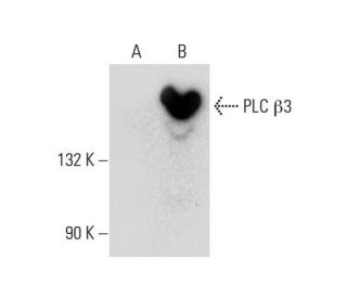 PLC &beta;3 Antibody (H-1) - Western Blotting - Image 132703
