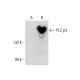 PLC β3 Antibody (H-1) - Western Blotting - Image 132703