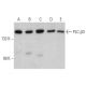 western blotting image from recommended PLC β3 (D-7) monoclonal antibody replacement. Image 358555