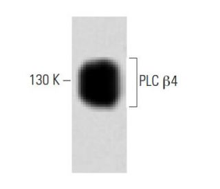 PLC &beta;4 Antibody (56) - Western Blotting - Image 60416