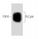 PLC β4 Antibody (56) - Western Blotting - Image 60416