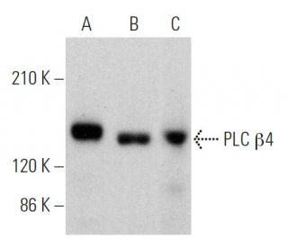 PLC &beta;4 Antibody (A-8) - Western Blotting - Image 360345 