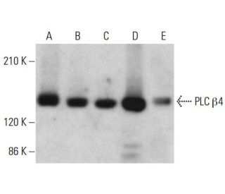PLC &beta;4 Antibody (D-7) - Western Blotting - Image 381145 