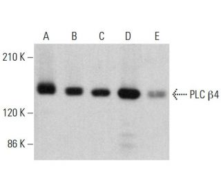 PLC &beta;4 Antibody (E-1) - Western Blotting - Image 381484 