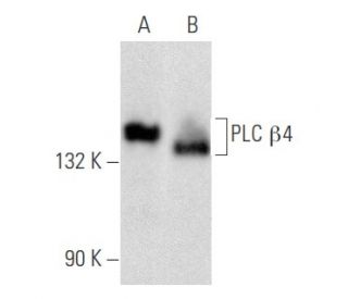 western blotting image from recommended PLC &beta;4 (A-8) monoclonal antibody replacement. Image 355820