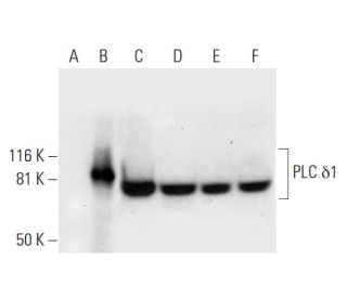 PLC &delta;1 Antibody (D-7) - Western Blotting - Image 295884 