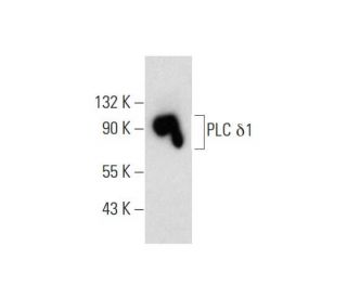 PLC &delta;1 Antibody (A-2) - Western Blotting - Image 145023 