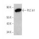 PLC δ1 Antibody (A-2) - Western Blotting - Image 360633