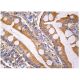 PLC δ1 Antibody (A-4) - Immunohistochemistry - Image 281084 