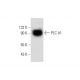 PLC δ1 Antibody (A-4) - Western Blotting - Image 145024 