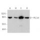 PLC δ1 Antibody (A-4) - Western Blotting - Image 360632