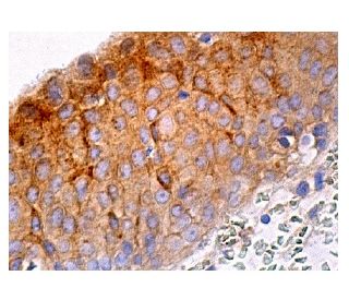 PLC &delta;1 Antibody (B-9) - Immunohistochemistry - Image 158900 