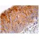 PLC δ1 Antibody (B-9) - Immunohistochemistry - Image 158900 