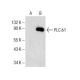 PLC δ1 Antibody (B-9) - Western Blotting - Image 153768 