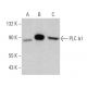 PLC δ1 Antibody (B-9) - Western Blotting - Image 360643
