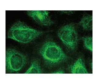 PLC &delta;1 Antibody (D-10) - Immunofluorescence - Image 149398 