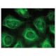 PLC δ1 Antibody (D-10) - Immunofluorescence - Image 149398 