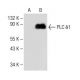 PLC δ1 Antibody (D-10) - Western Blotting - Image 149990 
