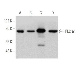 western blotting image from recommended PLC &delta;1 (D-7) monoclonal antibody replacement. Image 360642