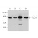 western blotting image from recommended PLC δ1 (D-7) monoclonal antibody replacement. Image 360642