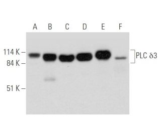 PLC &delta;3 Antibody (E-5) - Western Blotting - Image 333499 