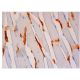 PLC δ4 Antibody (B-2) - Immunohistochemistry - Image 313298 