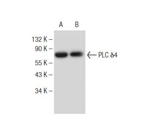 PLC &delta;4 Antibody (B-2) - Western Blotting - Image 146822 