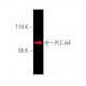 PLC δ4 Antibody (B-2) - Western Blotting - Image 391347