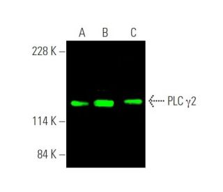 PLC γ2 Antibody (B-10) - Western Blotting - Image 375677