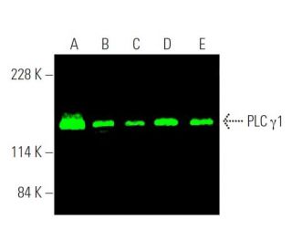 western blotting image from recommended PLC &gamma;1 (E-12) monoclonal antibody replacement. Image 375686
