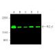 western blotting image from recommended PLC γ1 (E-12) monoclonal antibody replacement. Image 375686