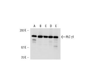 PLC &gamma;1 Antibody (1F1) - Western Blotting - Image 14661 