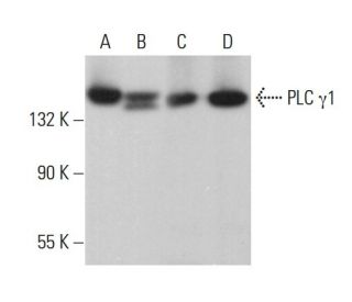 Anti Plc G1 Antibody E 12 Scbt Santa Cruz Biotechnology