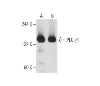 PLC &gamma;1 Antibody (H-3) - Western Blotting - Image 127432 