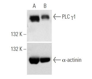PLC &gamma;1 siRNA (h): sc-29452. Western blot analysis of PLC &gamma;1 expression in non-transfected control (A) and PLC 