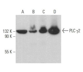 PLC &gamma;2 Antibody (A-3) - Western Blotting - Image 379302 