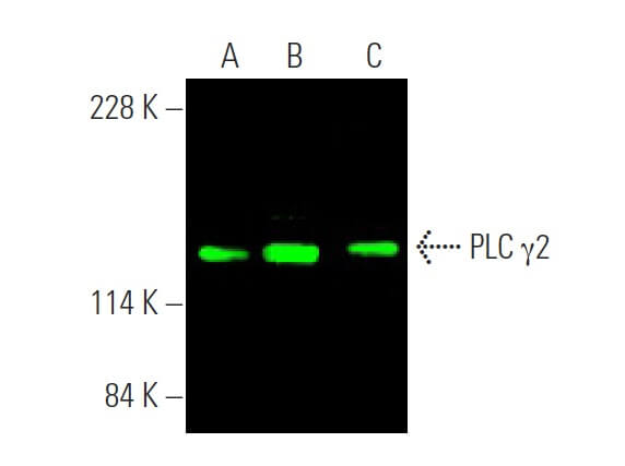 PLC γ2 Antibody (B-10) | SCBT - Santa Cruz Biotechnology