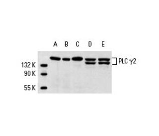 western blotting image from recommended PLC γ2 (B-10) monoclonal antibody replacement. Image 137110