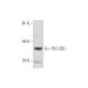 PLC-XD1 Antibody (A-1) - Western Blotting - Image 293072