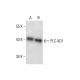 PLC-XD1 Antibody (A-1) - Western Blotting - Image 299092 