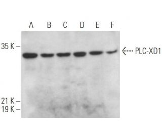 PLC-XD1 Antibody (A-1) - Western Blotting - Image 369035 